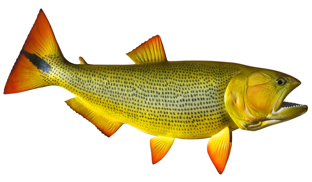 Golden Dorado